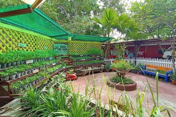 Organic herb nursery rows in Bohol